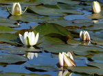 FZ029313 White water-lilies (Nymphaea alba) at Bosherston lily ponds.jpg